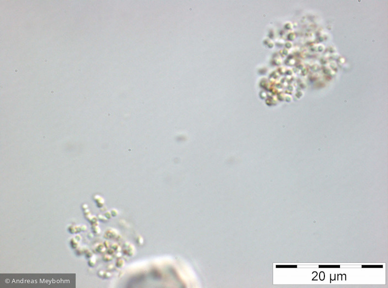 Cyanodictyon_imperfectum_1252314083 - Cyanobacteria Cyanobacteria Chroococcales Cyanodictyon imperfectum