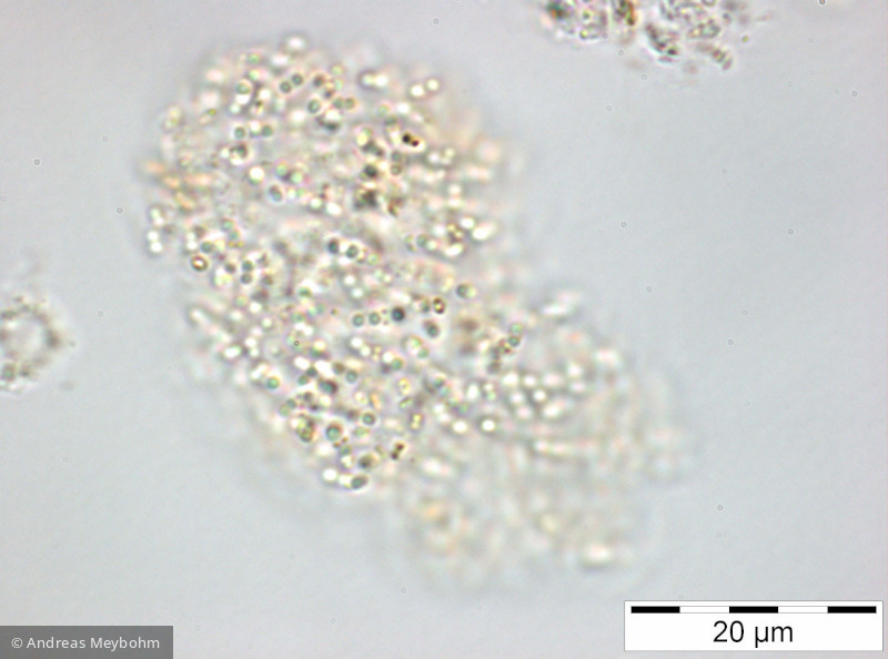 Cyanodictyon_imperfectum_1252314163 - Cyanobacteria Cyanobacteria Chroococcales Cyanodictyon imperfectum