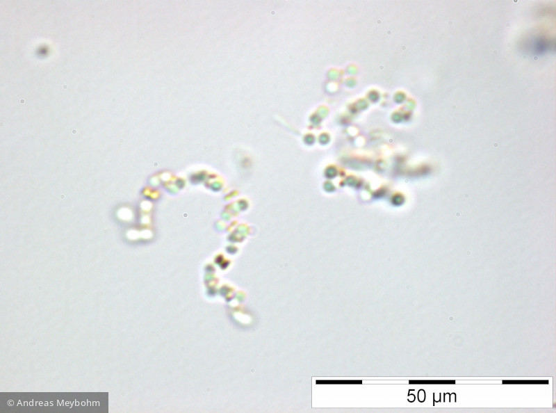 Cyanodictyon_imperfectum_1252314256 - Cyanobacteria Cyanobacteria Chroococcales Cyanodictyon imperfectum