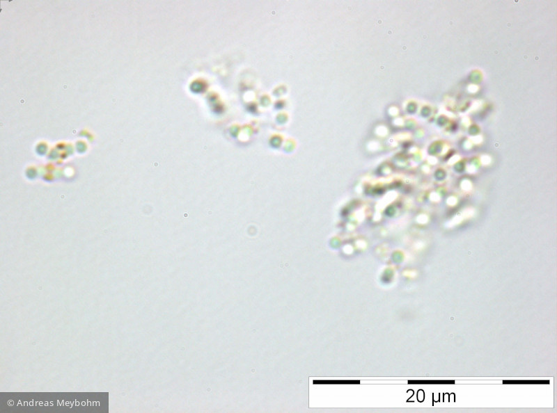 Cyanodictyon_imperfectum_1252314341 - Cyanobacteria Cyanobacteria Chroococcales Cyanodictyon imperfectum