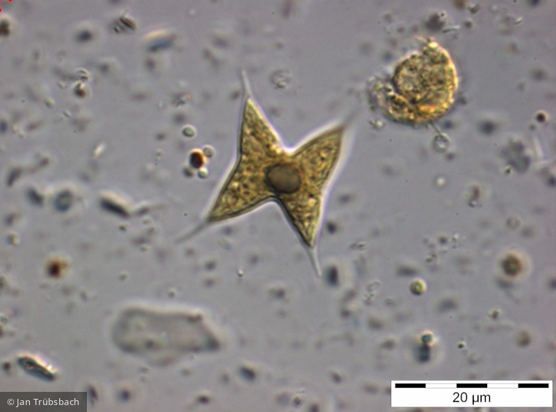 Chlorotetraedron_incus_1254993137 - Chlorophyta Chlorophyceae Chlorococcales Chlorotetraedron incus