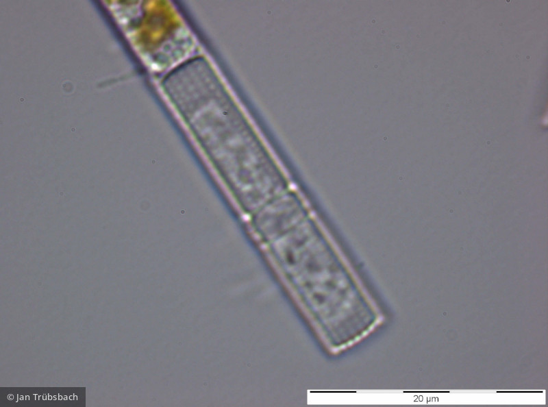 Aulacoseira_islandica_1272293128