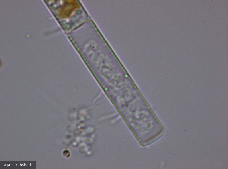 Aulacoseira_islandica_1272293327