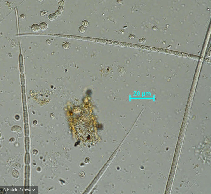 Cyanobacteria Cyanobacteria Nostocales Cuspidothrix issatschenkoi