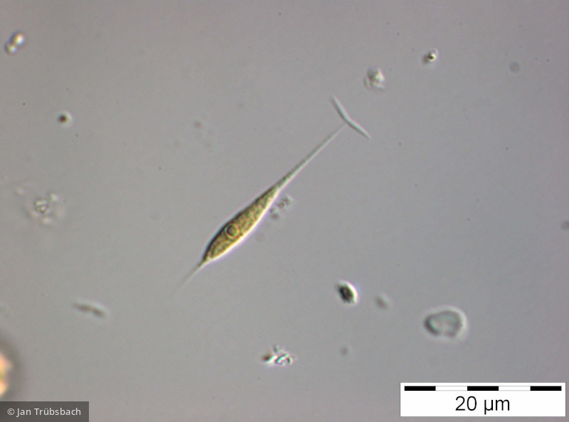 Ankyra_judayi_1253630171