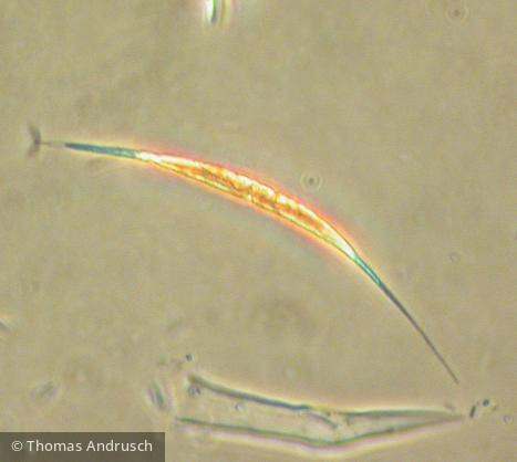 Ankyra_judayi_1271441880