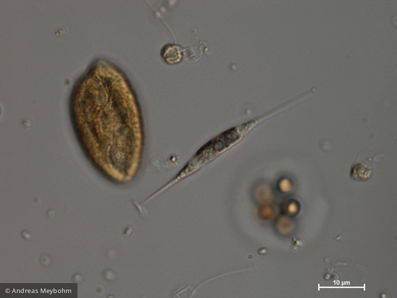 Ankyra_judayi_1280991106