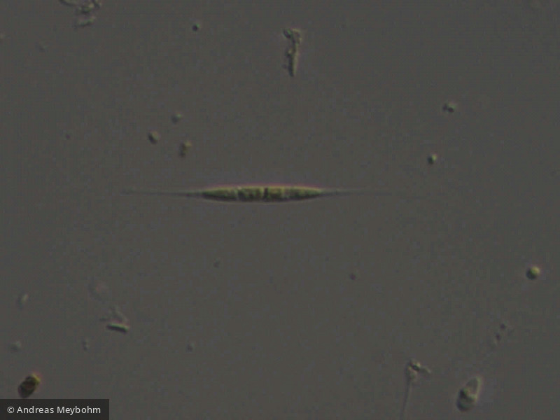 Ankyra_lanceolata_1254131951