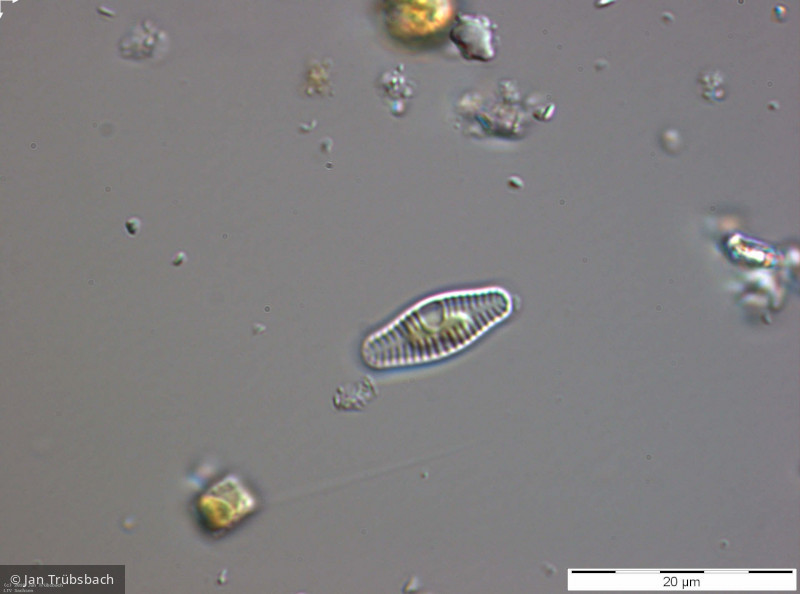 Achnanthes_lanceolata_1270554210 - Heterocontophyta Bacillariophyceae Pennales Planothidium lanceolatum - Sippen