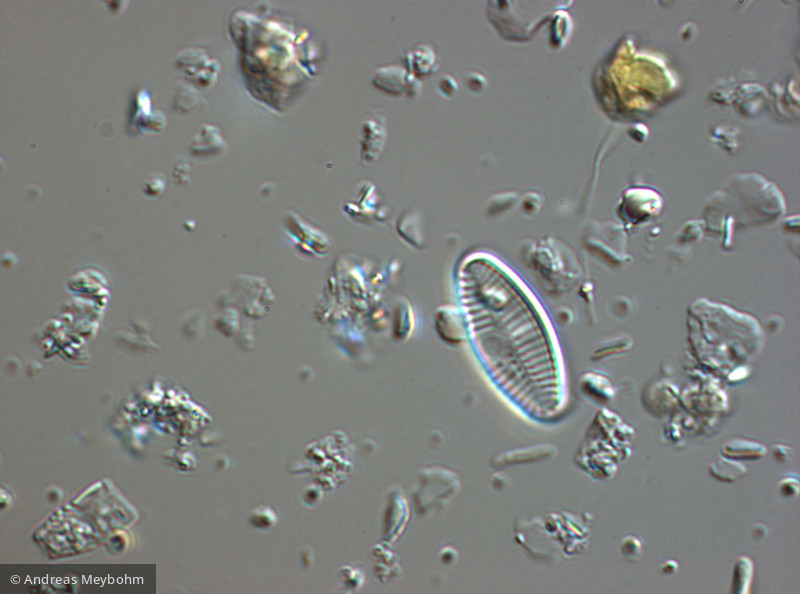 Achnanthes_lanceolata_1270554457 - Heterocontophyta Bacillariophyceae Pennales Planothidium lanceolatum - Sippen