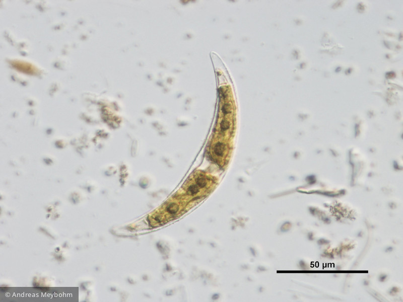 Closterium_leibleinii_1255704131 - Chlorophyta Conjugatophyceae Desmidiales Closterium leibleinii