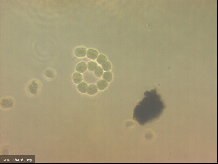 Cyanobacteria Cyanobacteria Nostocales Dolichospermum lemmermannii