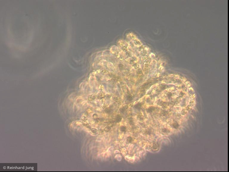 Cyanobacteria Cyanobacteria Nostocales Dolichospermum lemmermannii