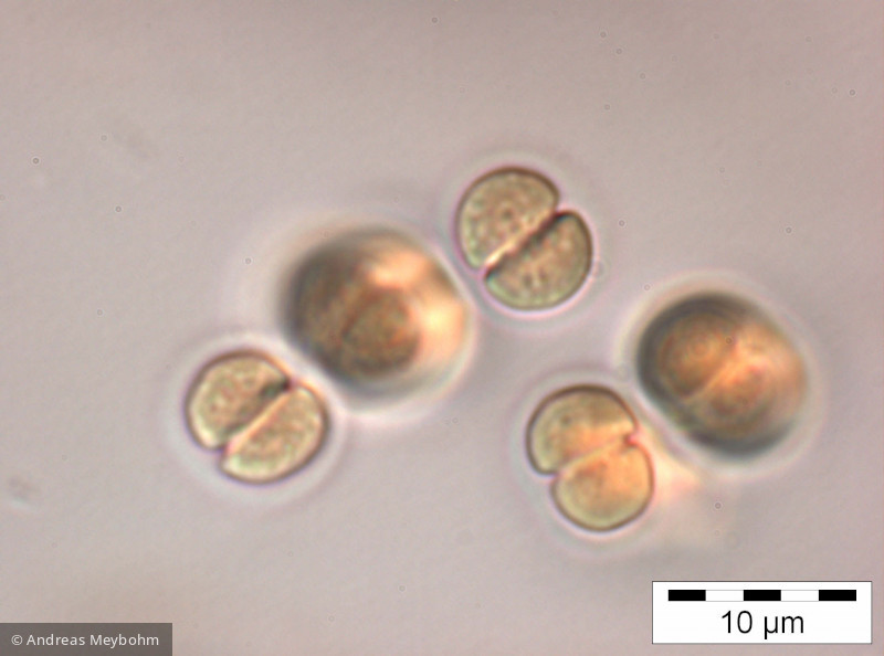 Chroococcus limneticus - Cyanobacteria Cyanobacteria Chroococcales Chroococcus limneticus