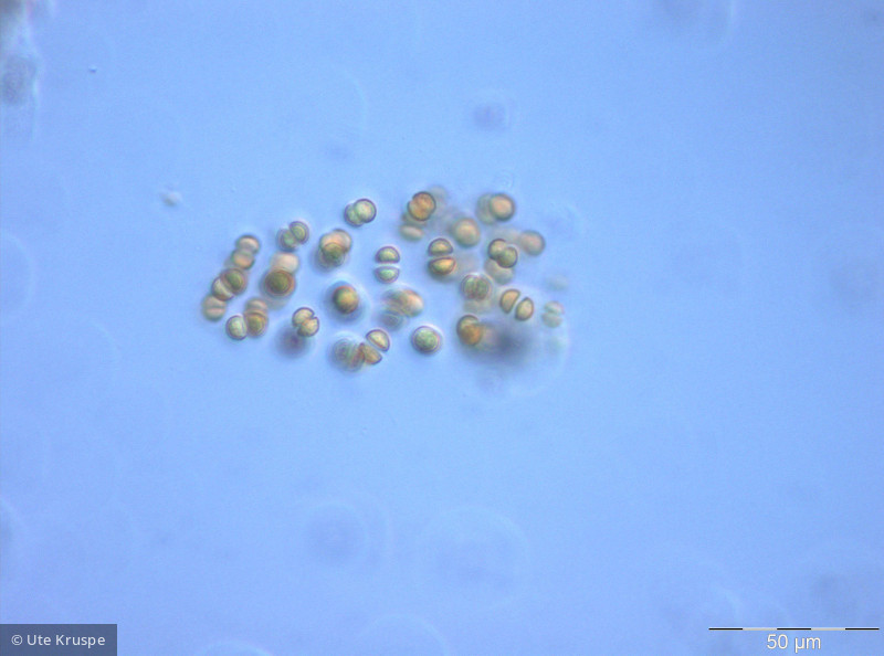 Chroococcus_limneticus_1235048802 - Cyanobacteria Cyanobacteria Chroococcales Chroococcus limneticus