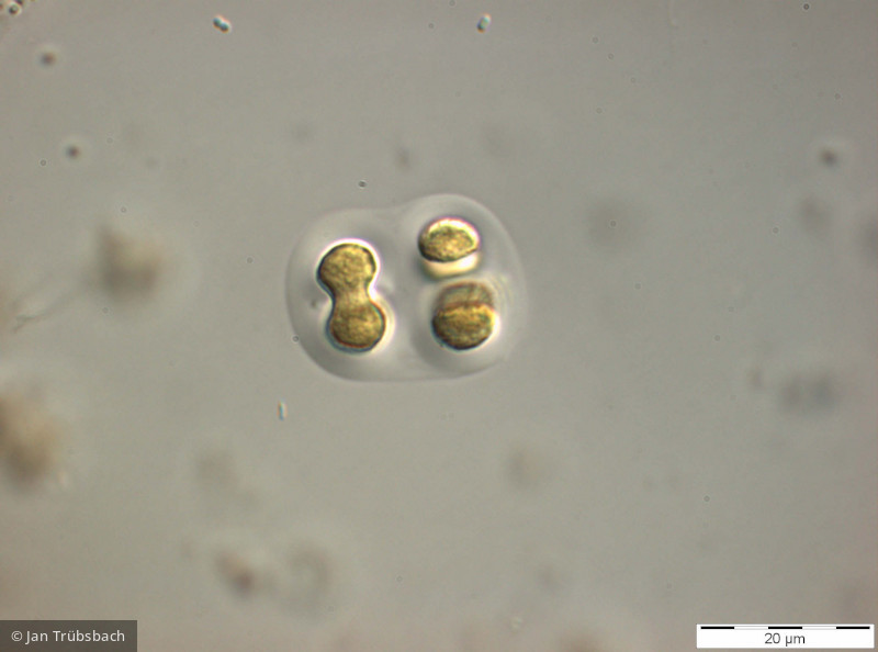 Cyanobacteria Cyanobacteria Chroococcales Chroococcus limneticus