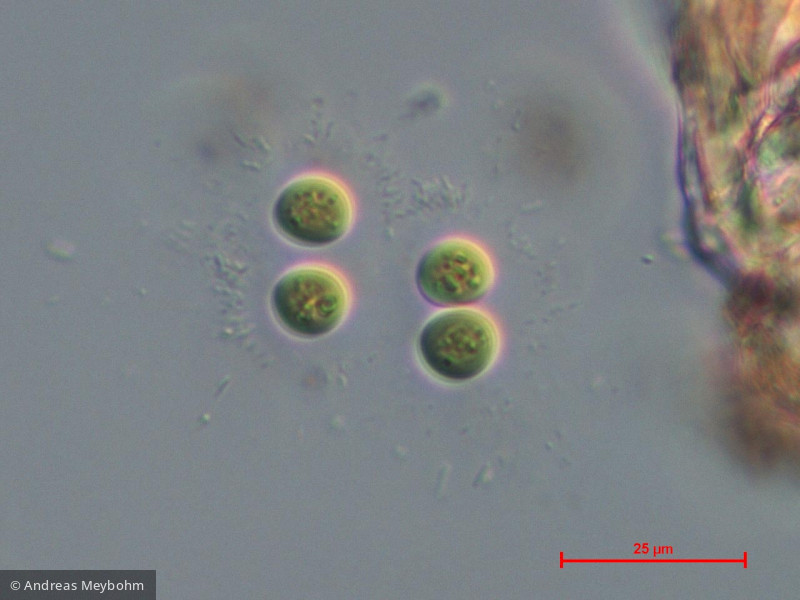 Cyanobacteria Cyanobacteria Chroococcales Chroococcus limneticus