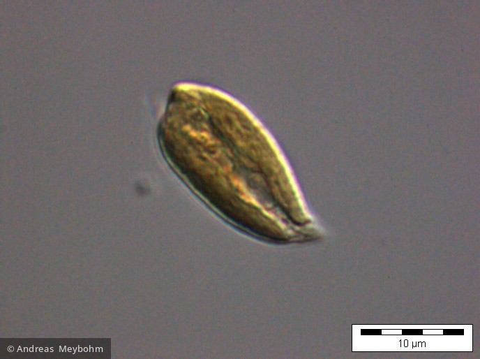 Cryptomonas marssonii · Cryptophyceae Cryptophyceae Cryptomonadales