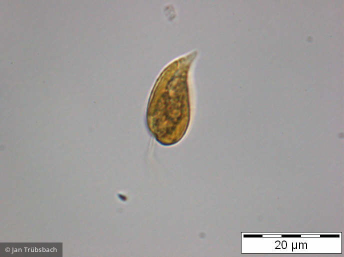 Cryptomonas marssonii · Cryptophyceae Cryptophyceae Cryptomonadales · 1000x