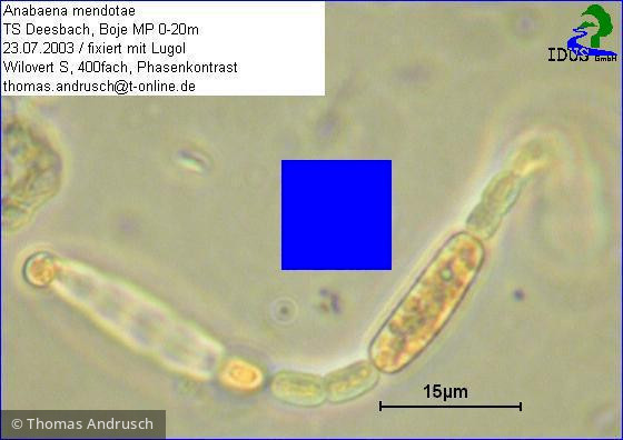 Anabaena_mendotae_1238665470 - Cyanobacteria Cyanobacteria Nostocales Dolichospermum mendotae