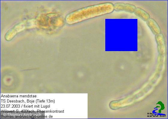 Anabaena_mendotae_1238665598 - Cyanobacteria Cyanobacteria Nostocales Dolichospermum mendotae