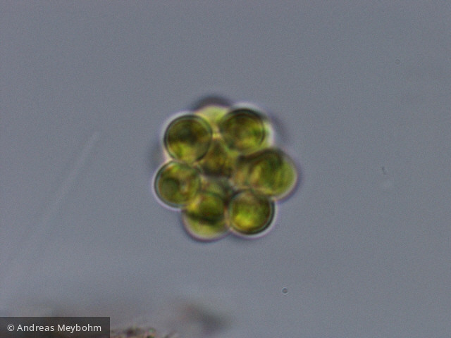 Coelastrum_microporum_1286807568 - Chlorophyta Chlorophyceae Chlorococcales Coelastrum microporum