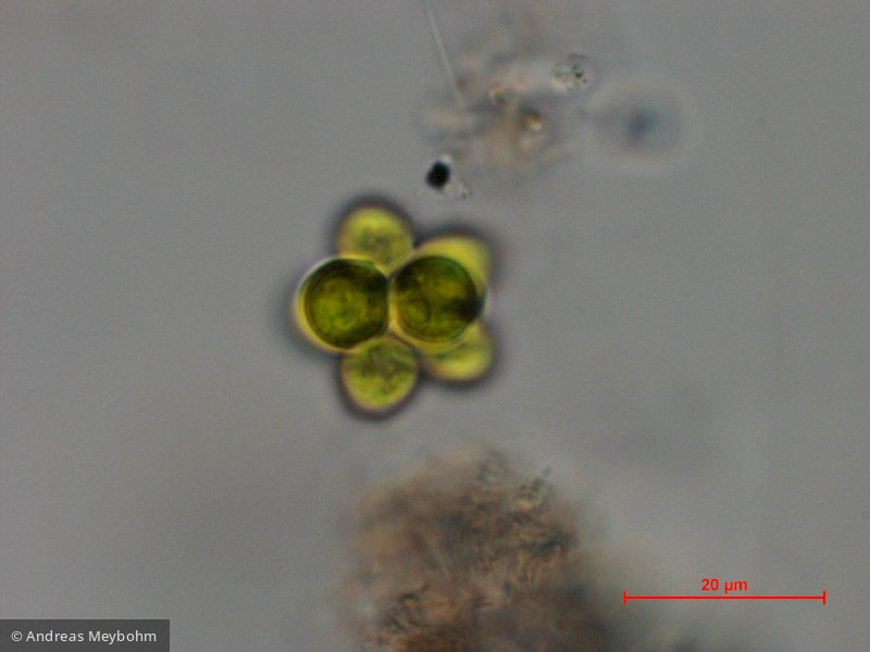 Coelastrum_microporum_1286807751 - Chlorophyta Chlorophyceae Chlorococcales Coelastrum microporum