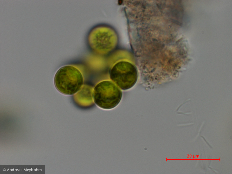 Coelastrum_microporum_1286807943 - Chlorophyta Chlorophyceae Chlorococcales Coelastrum microporum
