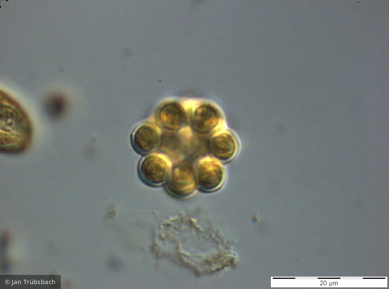 Chlorophyta Chlorophyceae Chlorococcales Coelastrum microporum
