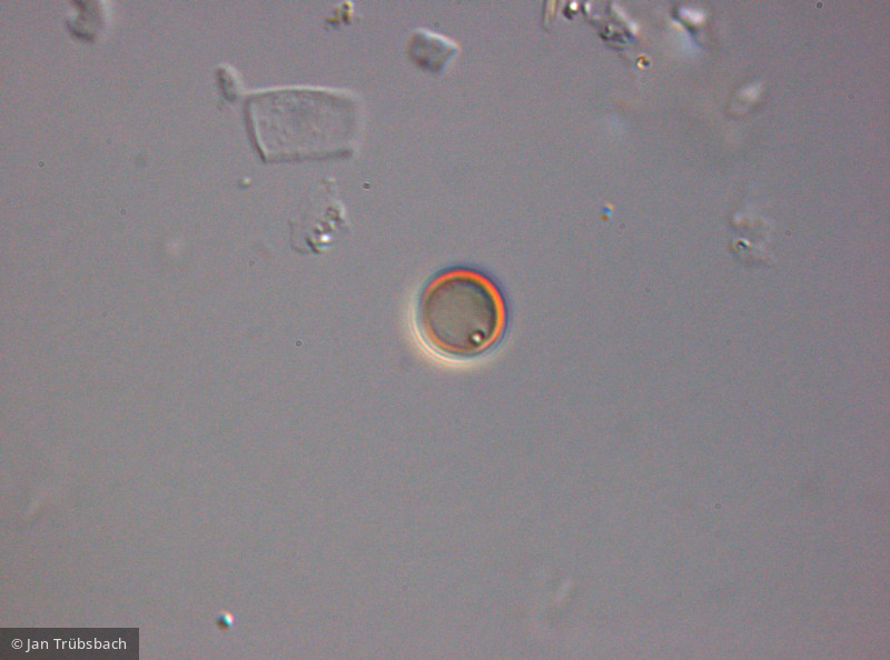 Heterocontophyta Chrysophyceae Chromulinales Chrysococcus minutus