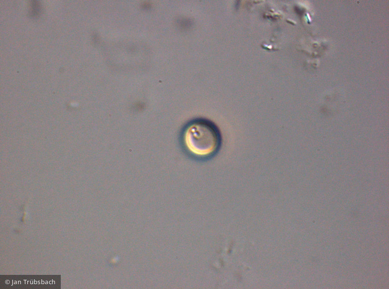 Heterocontophyta Chrysophyceae Chromulinales Chrysococcus minutus