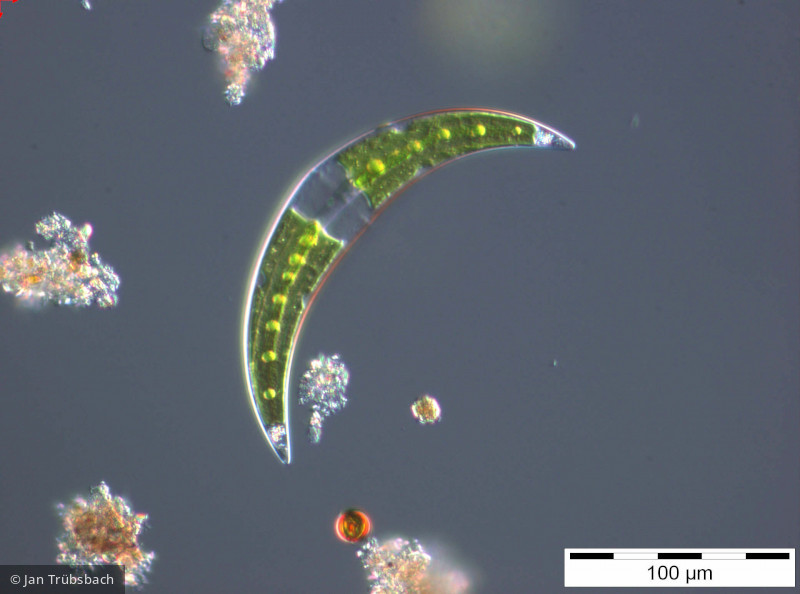 Closterium_moiliferum_1255011685 - Chlorophyta Conjugatophyceae Desmidiales Closterium moniliferum
