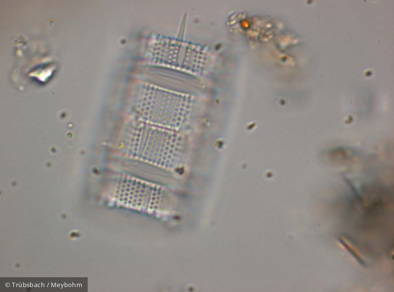 Aulacoseira_muzzanensis_1252333968