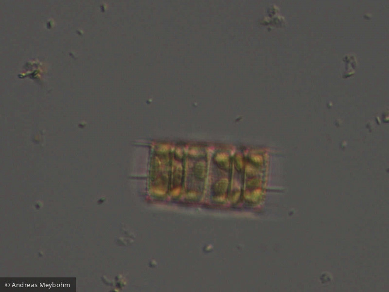 Aulacoseira_muzzanensis_1253807963