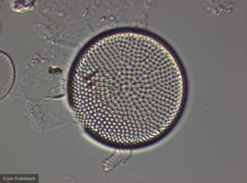 Actinocyclus_normanii_1255017199