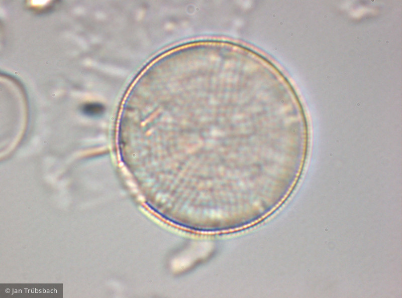 Actinocyclus_normanii_1255017318