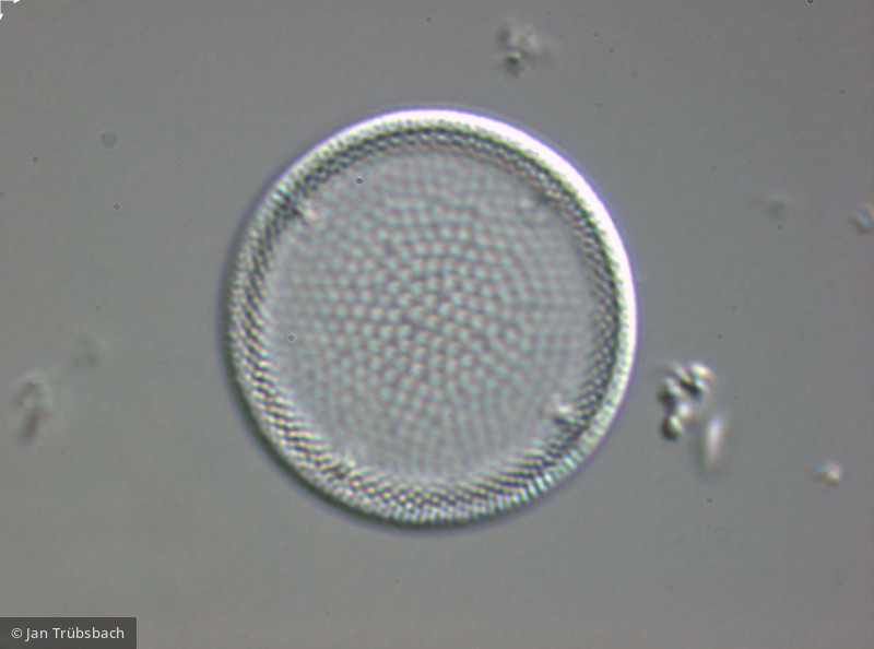 Actinocyclus_normanii_1265977349