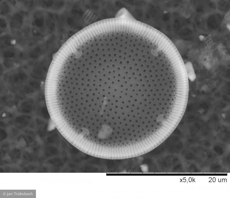 Actinocyclus_normanii_1272891661