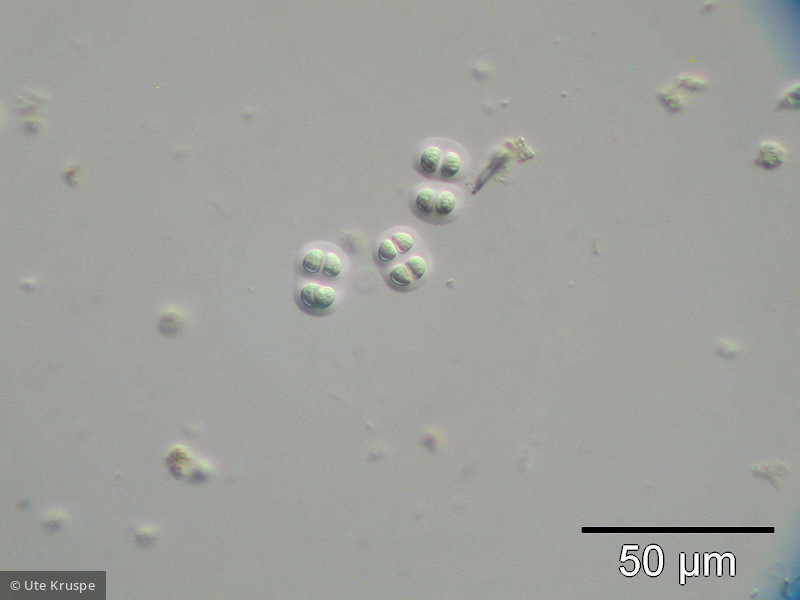 Chroococcus_obliteratus_1236681893 - Cyanobacteria Cyanobacteria Chroococcales Chroococcus obliteratus