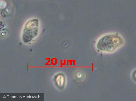 Chilomonas oblonga &middot; Cryptophyceae Cryptomonadales &middot; 1000x