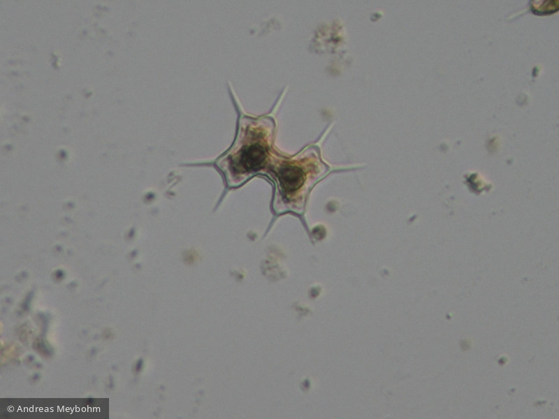 Arthtodesmus_octocornis_1253889170 - Chlorophyta Conjugatophyceae Desmidiales Staurodesmus octocornis