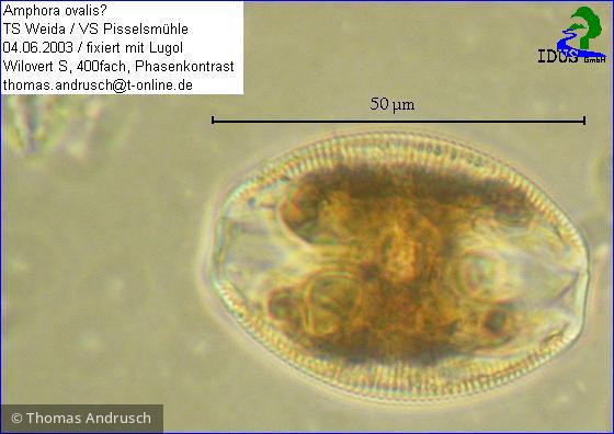 Amphora_ovalis_1238658681