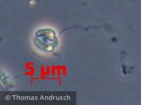 Haptophyta Haptophyceae Prymnesiales Chrysochromulina parva