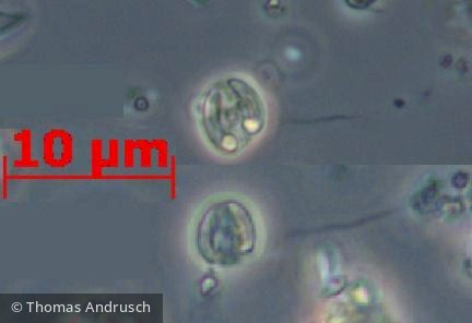 Haptophyta Haptophyceae Prymnesiales Chrysochromulina parva