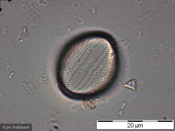 Cocconeis_pediculus_1229086007 - Heterocontophyta Bacillariophyceae Pennales Cocconeis pediculus