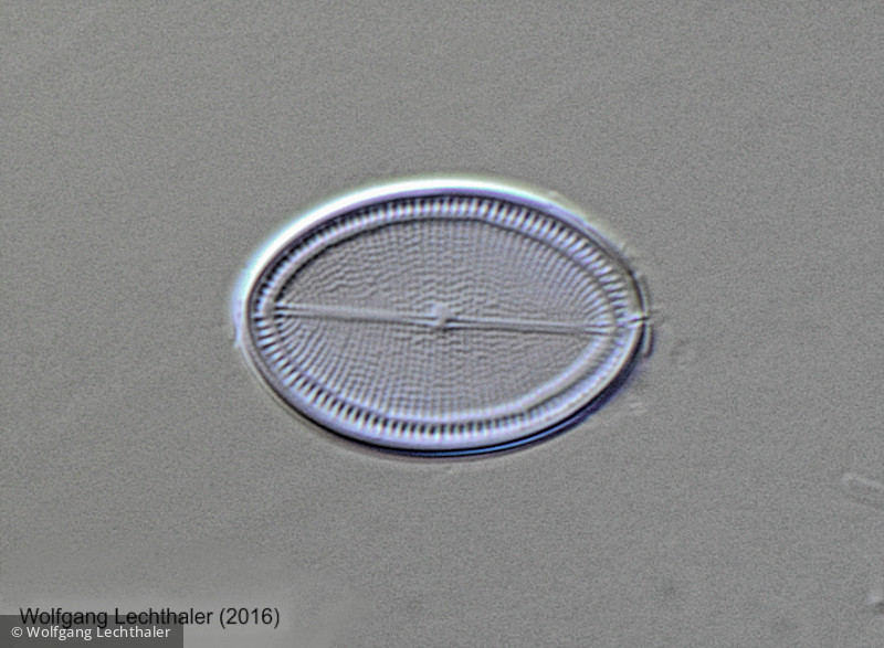 Heterocontophyta Bacillariophyceae Pennales Cocconeis placentula