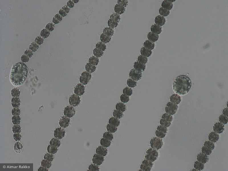 Anabaena_planctonica_1231923757 - Cyanobacteria Cyanobacteria Nostocales Dolichospermum planctonicum