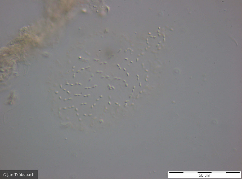 Cyanobacteria Cyanobacteria Chroococcales Cyanodictyon planctonicum