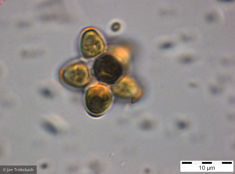 Coelastrum_pseudomicroporum_1254996093 - Chlorophyta Chlorophyceae Chlorococcales Coelastrum pseudomicroporum