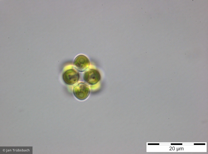 Coelastrum_pseudomicroporum_1255351453 - Chlorophyta Chlorophyceae Chlorococcales Coelastrum pseudomicroporum